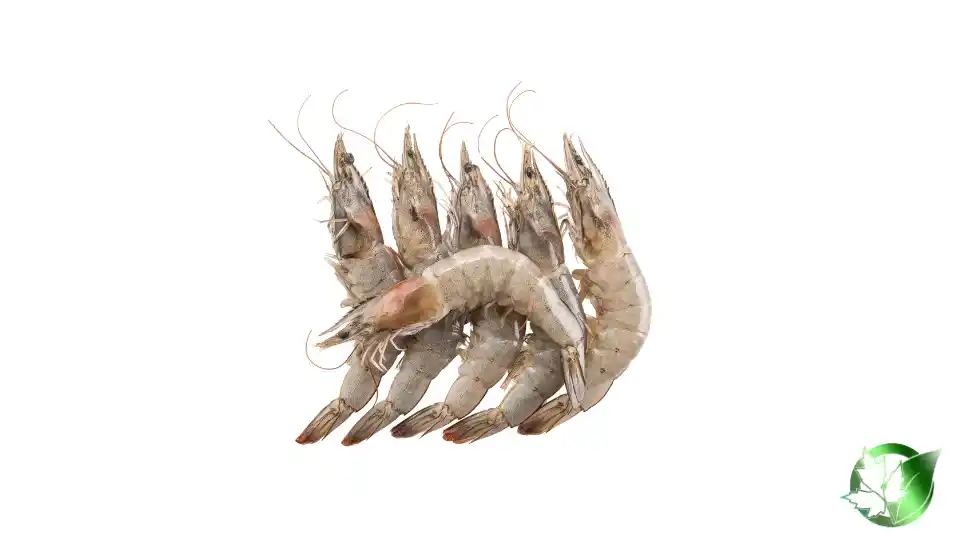 Bulk Whiteleg Shrimp | Suppliers | Wholesale | ParsaFood Global